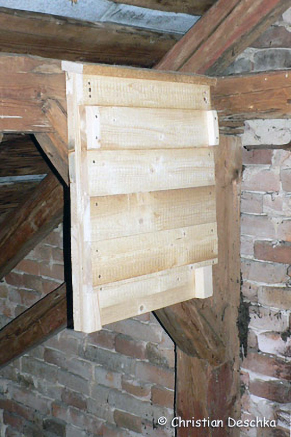 011_Fledermausprojekt