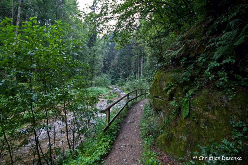 011_Naturschutzgebiet-Pesenbachtal.jpg 011_Naturschutzgebiet-Pesenbachtal