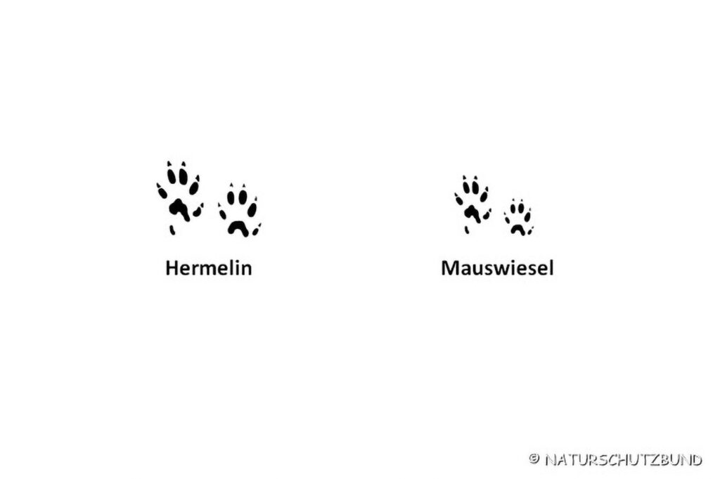 011_Tierspurenkurs 011_Tierspurenkurs