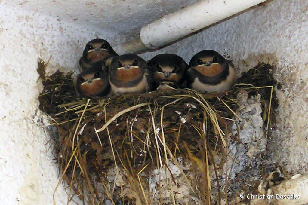 011_Voegel-an-Gebaeuden