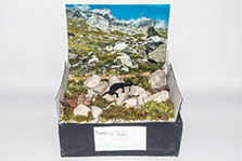 012_Alpensalamandermodell