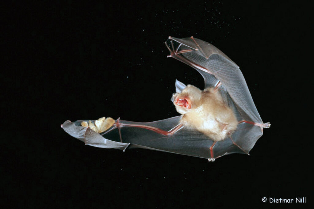 012_Fledermaeuse