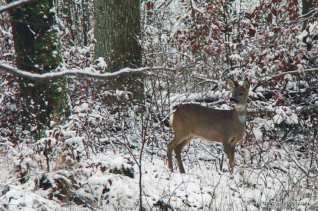 012_Jagd.jpg 012_Jagd