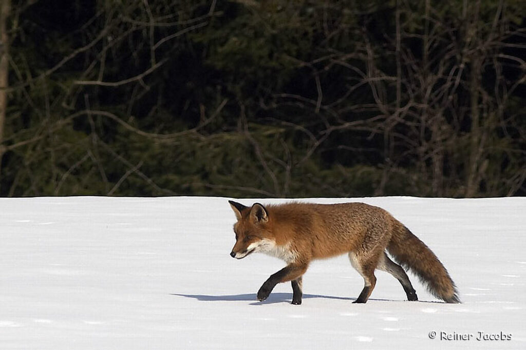 012_Rotfuchs.jpg 012_Rotfuchs