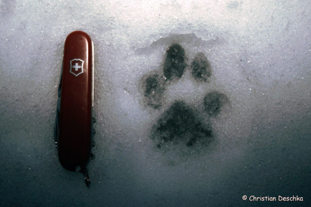 012_Tierspuren-Fotoquiz