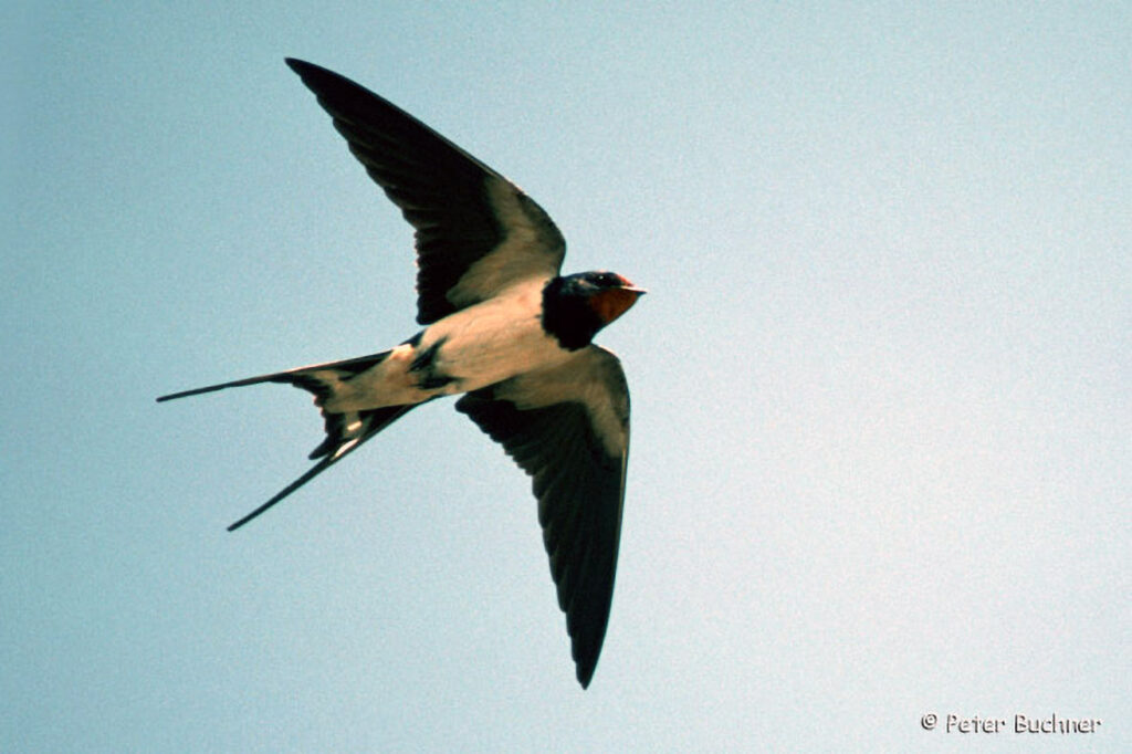 012_Voegel-an-Gebaeuden.jpg 012_Voegel-an-Gebaeuden