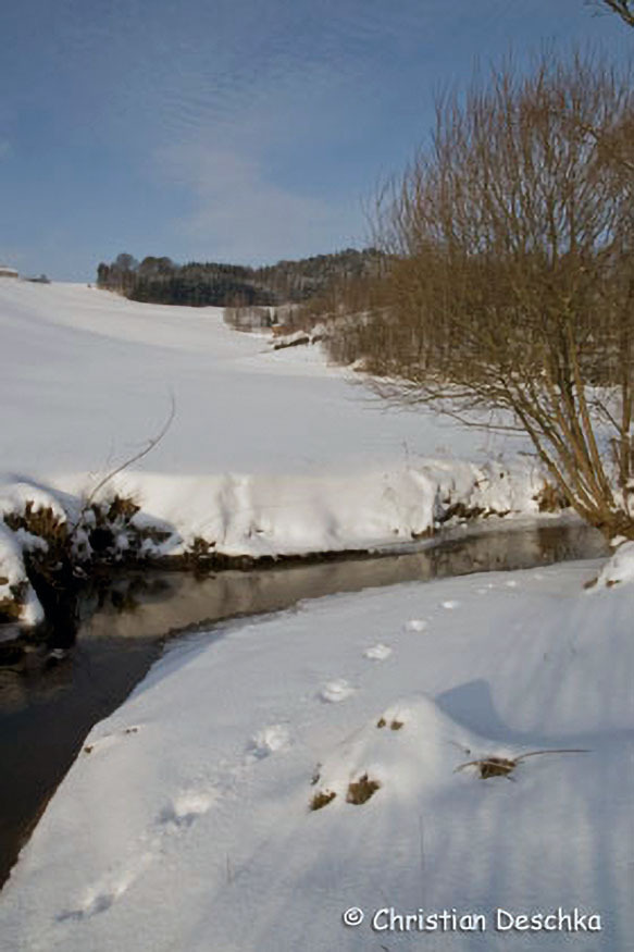 013_2_Tierspuren-Fotoquiz