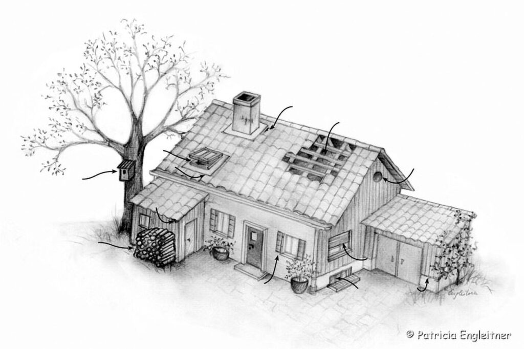 013_Fledermausprojekt