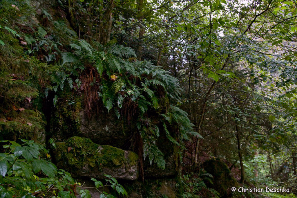 013_Naturschutzgebiet-Pesenbachtal.jpg 013_Naturschutzgebiet-Pesenbachtal