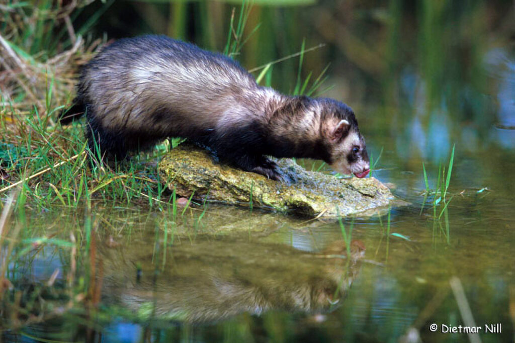 013_Pirschgang.jpg Iltis(Mustela putorius), European Polecat