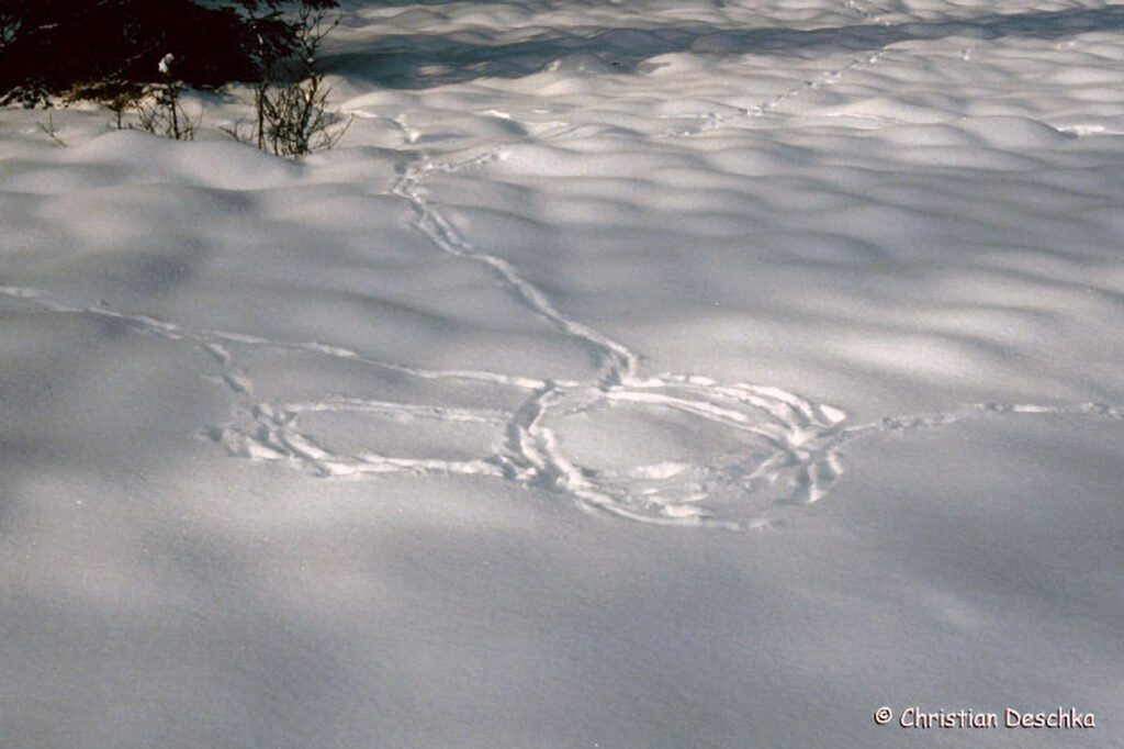 013_Rotfuchs.jpg 013_Rotfuchs