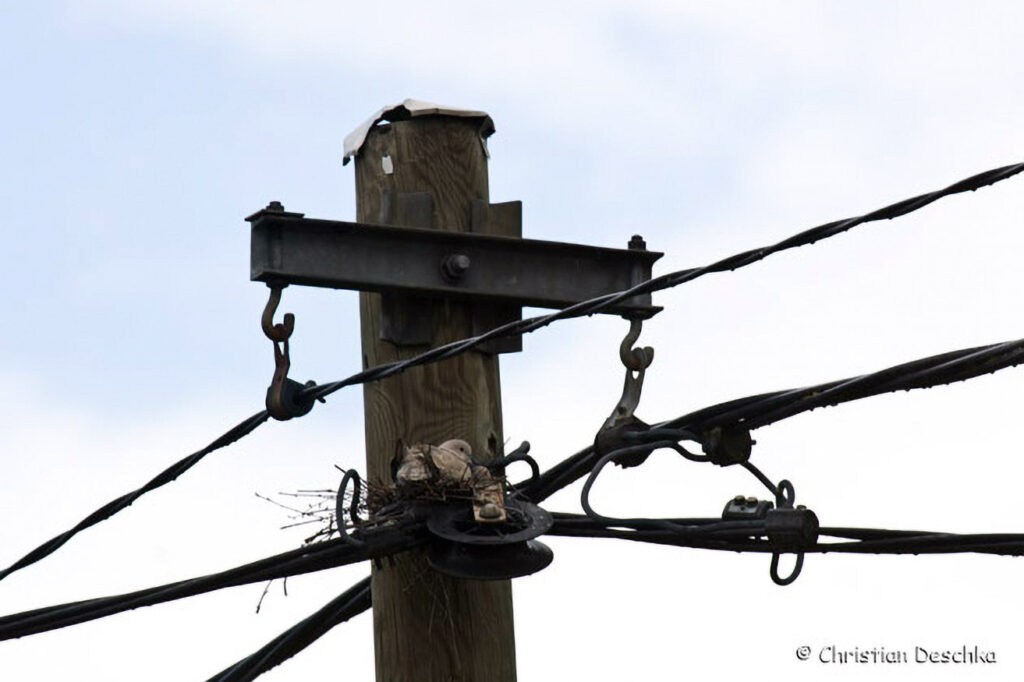 013_Wildtauben.jpg 013_Wildtauben
