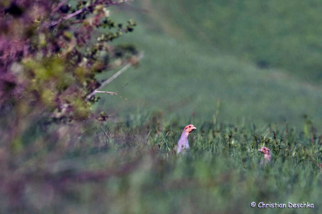 014_Landschaftsschutzgebiet-Oedenkirchen