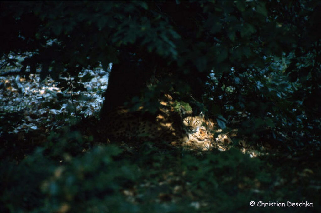 014_Luchs.jpg 014_Luchs