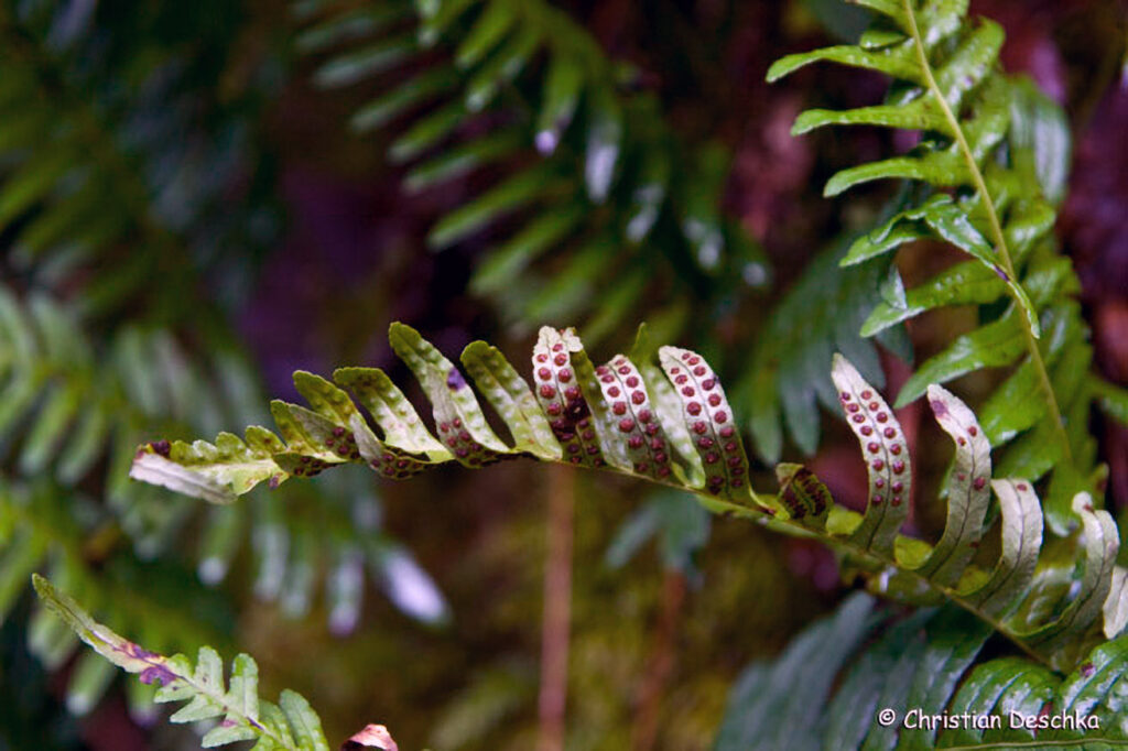014_Naturschutzgebiet-Pesenbachtal.jpg 014_Naturschutzgebiet-Pesenbachtal