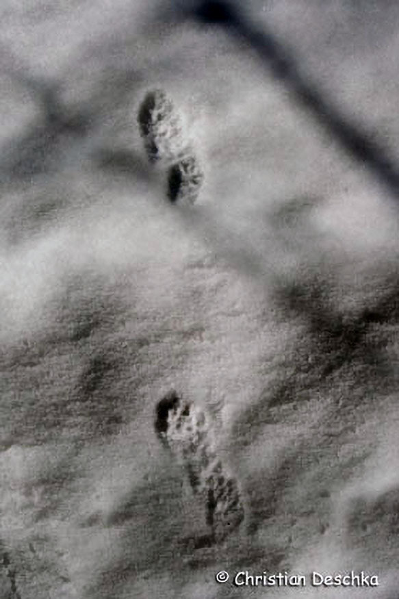 014_Tierspuren-Fotos