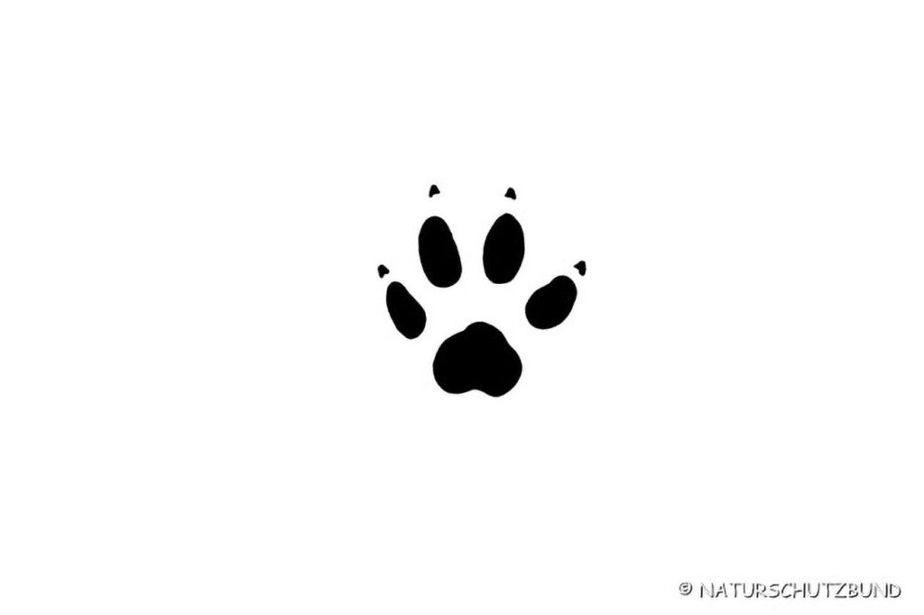 014_Tierspurenkurs 014_Tierspurenkurs