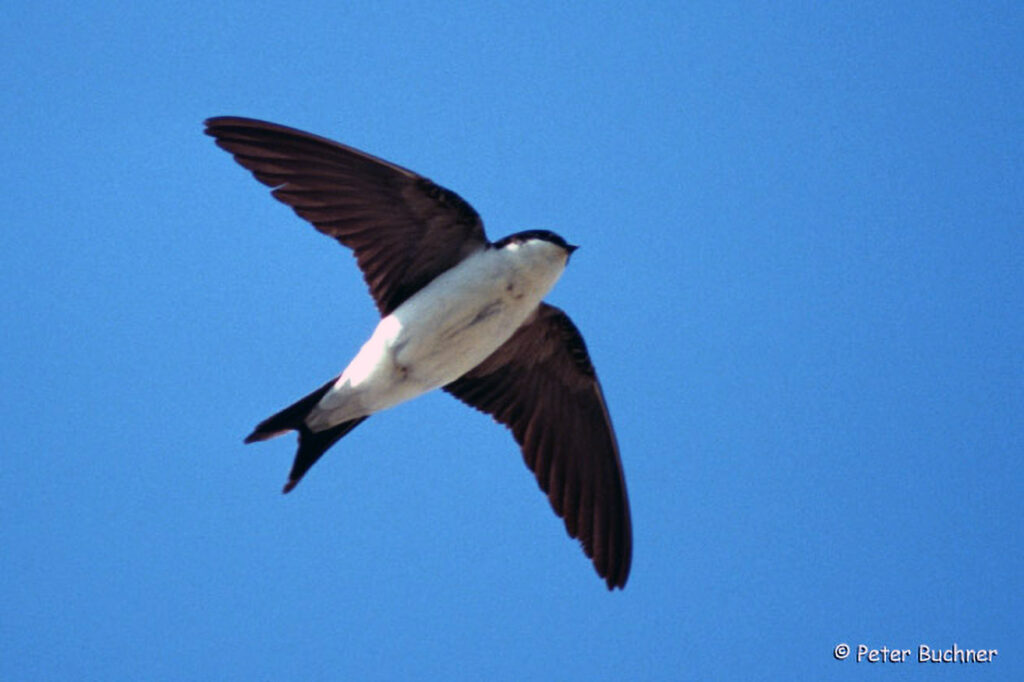 014_Voegel-an-Gebaeuden