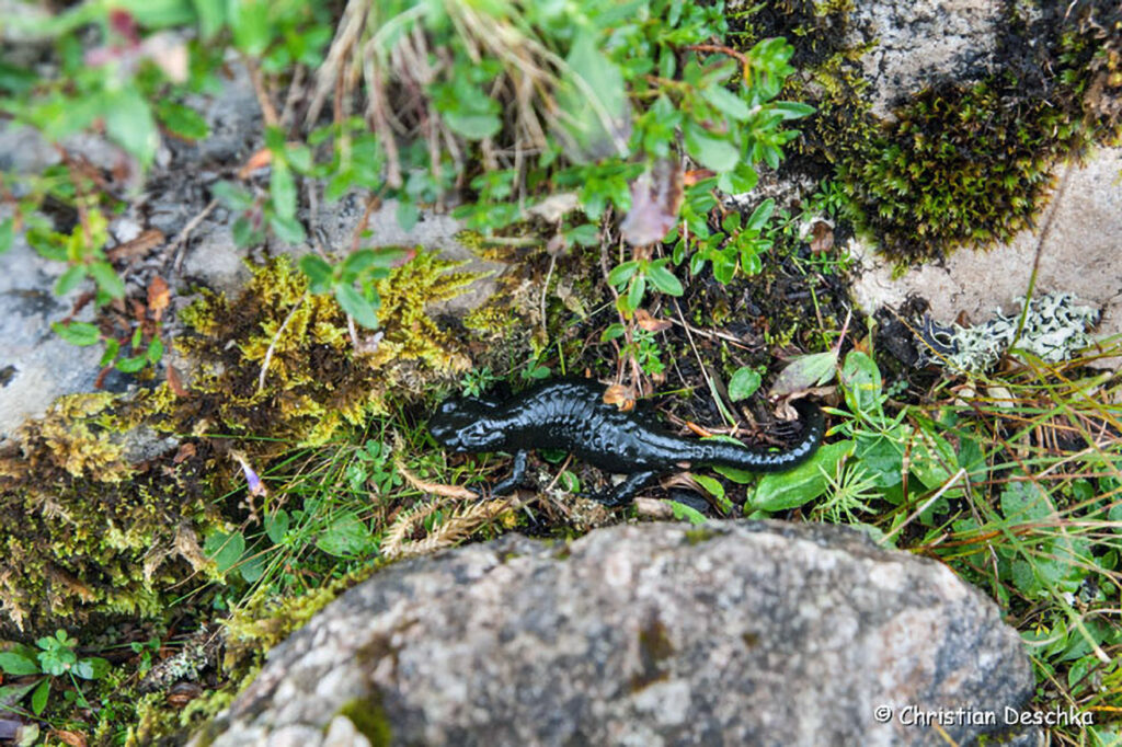 015_Alpensalamander.jpg 015_Alpensalamander
