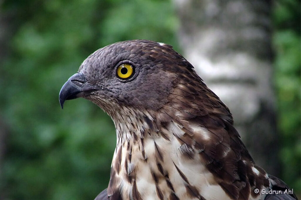 015_Greifvoegel.jpg 015_Greifvoegel