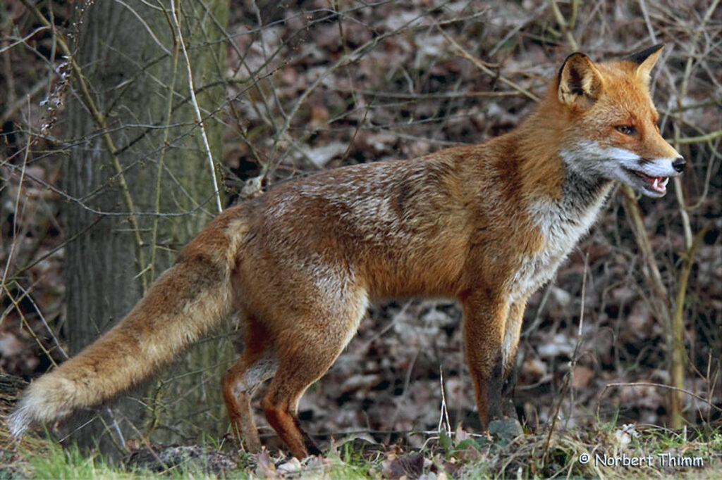 015_Rotfuchs.jpg 015_Rotfuchs