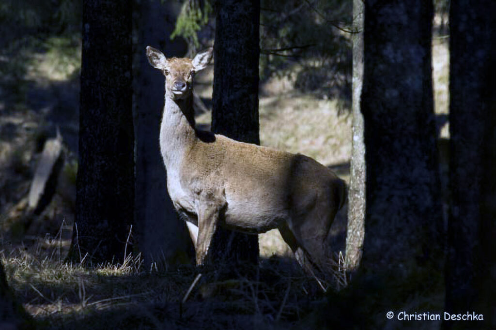015_Rothirsch.jpg 015_Rothirsch