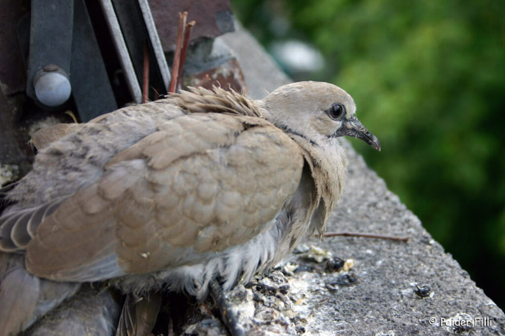 015_Wildtauben.jpg 015_Wildtauben