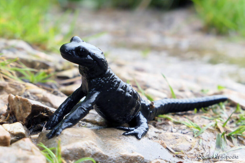 016_Alpensalamander.jpg 016_Alpensalamander