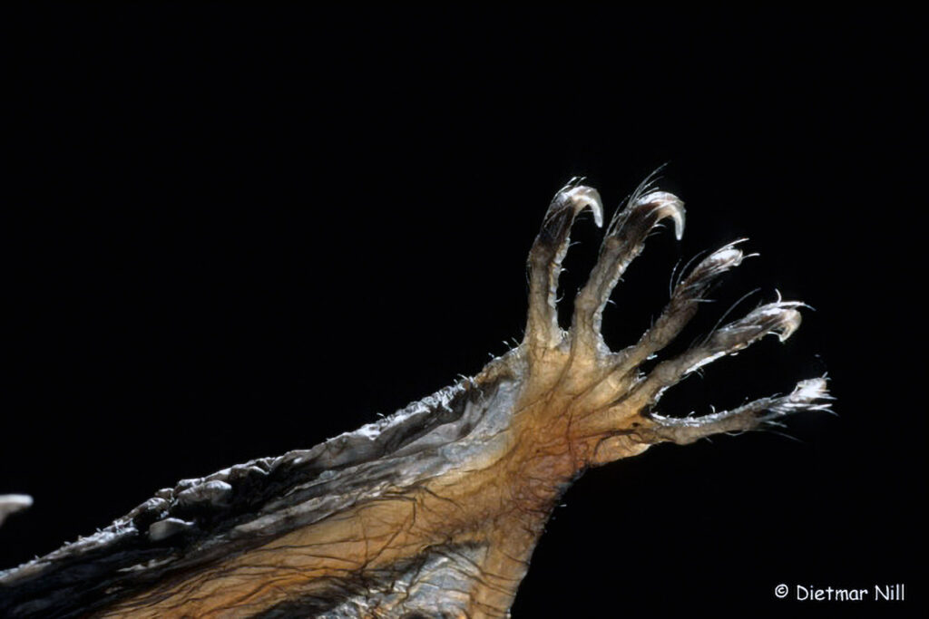 016_Fledermaeuse.jpg 016_Fledermaeuse