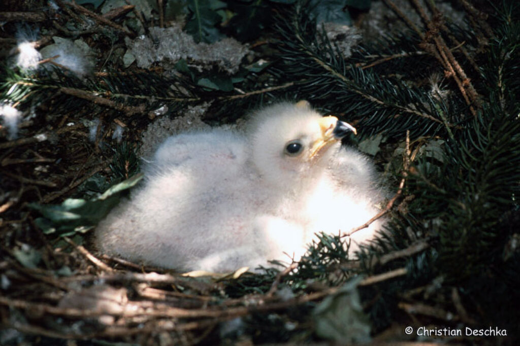 016_Greifvoegel.jpg 016_Greifvoegel
