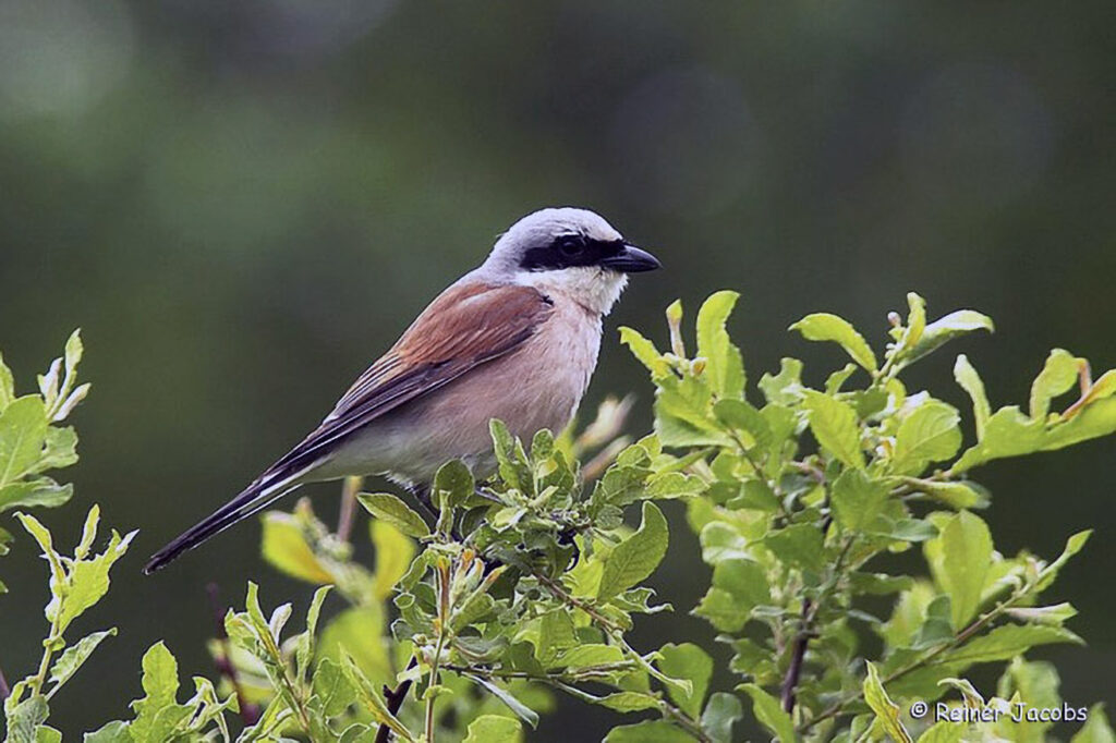 016_Landschaftsschutzgebiet-Oedenkirchen