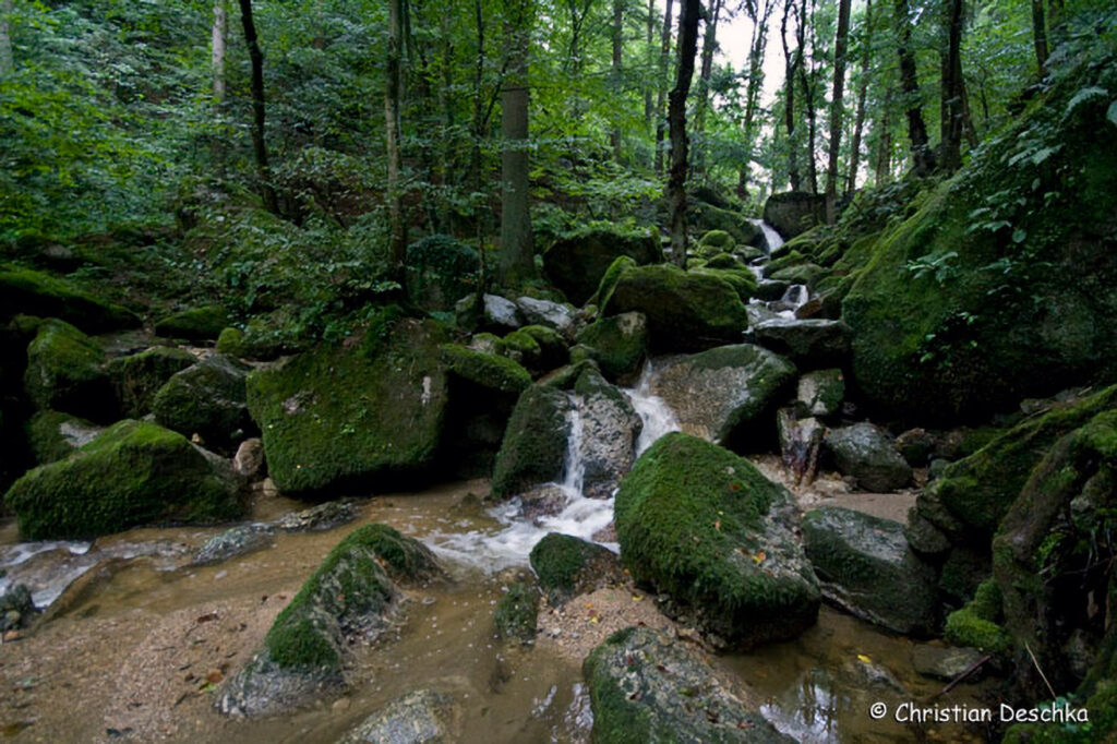 016_Naturschutzgebiet-Pesenbachtal.jpg 016_Naturschutzgebiet-Pesenbachtal