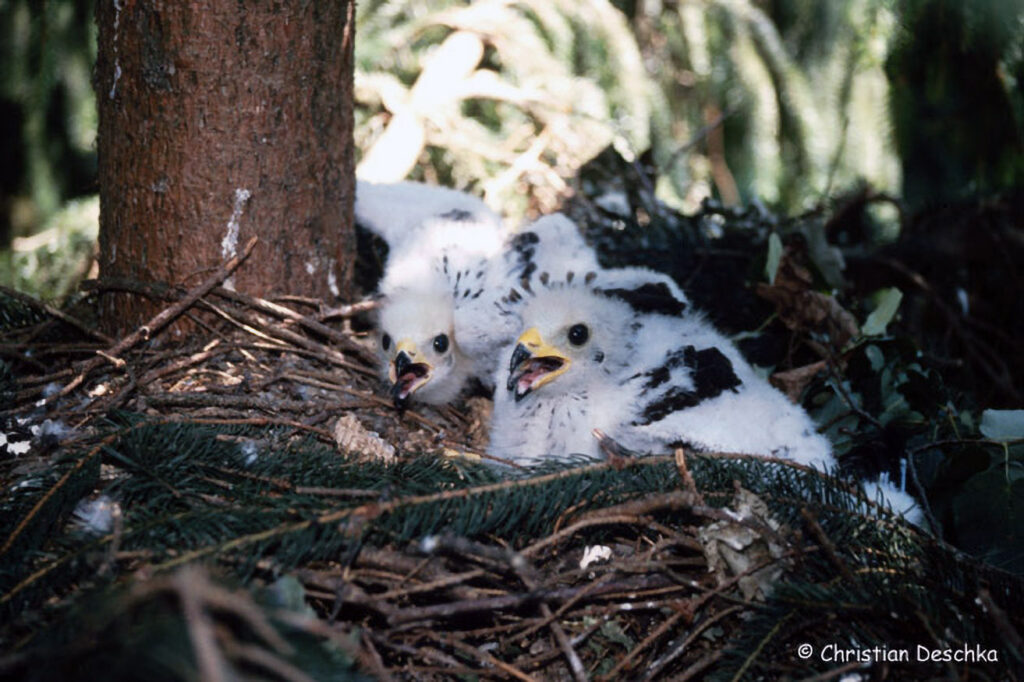 017_Greifvoegel.jpg 017_Greifvoegel