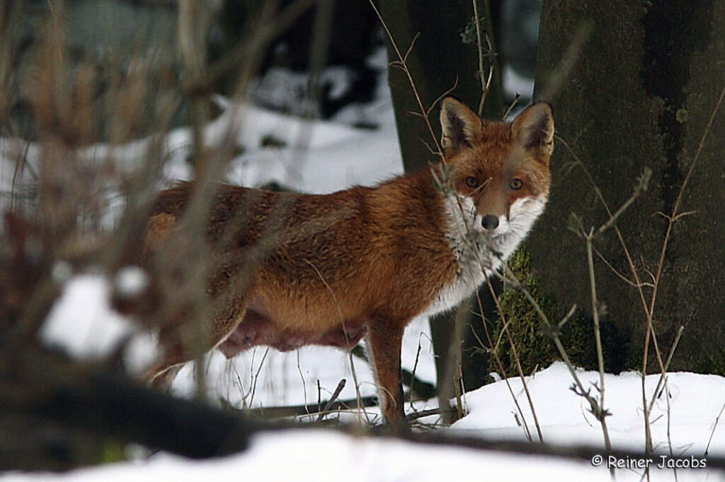 017_Jagd.jpg 017_Jagd