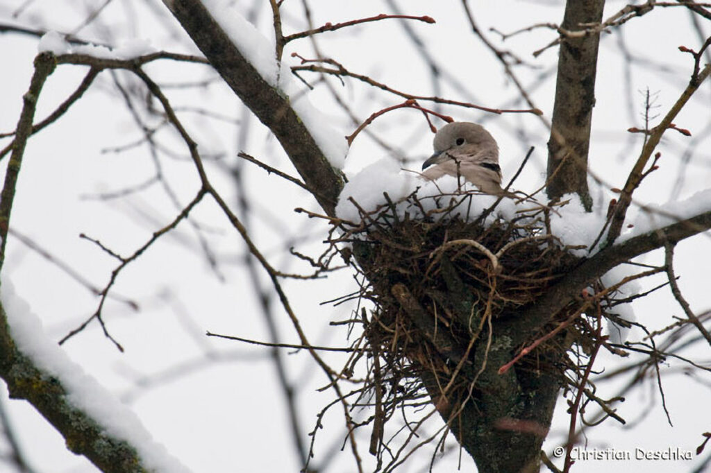 017_Wildtauben.jpg 017_Wildtauben