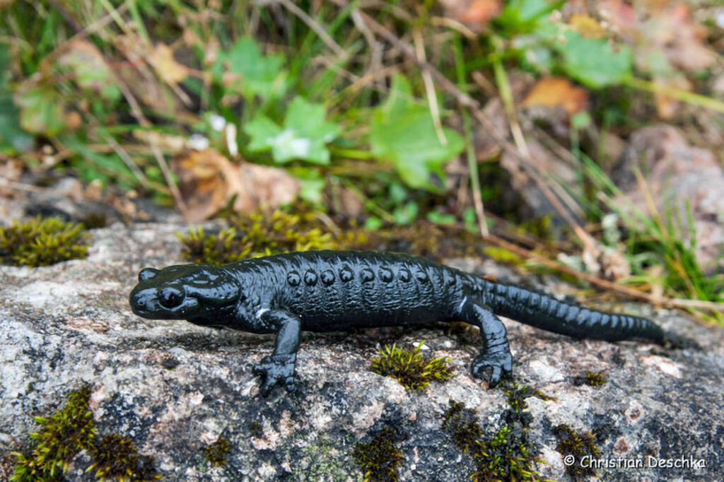 018_Alpensalamander.jpg 018_Alpensalamander