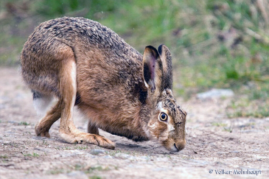 018_Feldhase