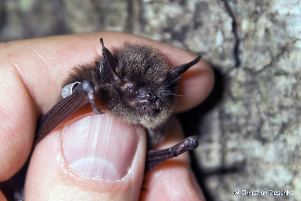 018_Fledermausprojekt
