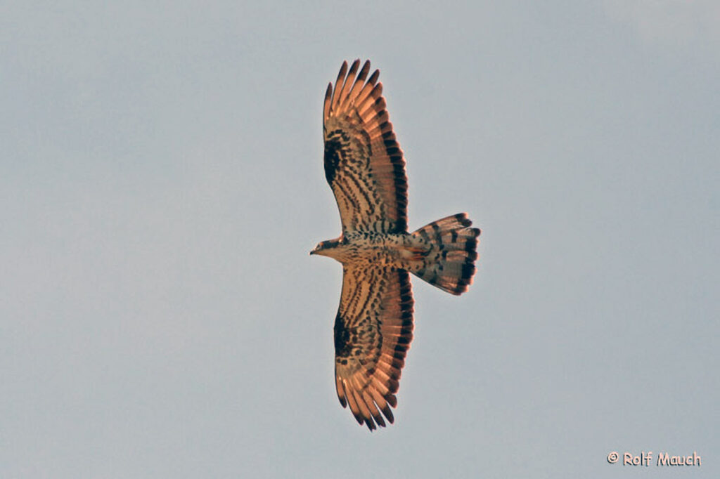 018_Greifvoegel.jpg 018_Greifvoegel
