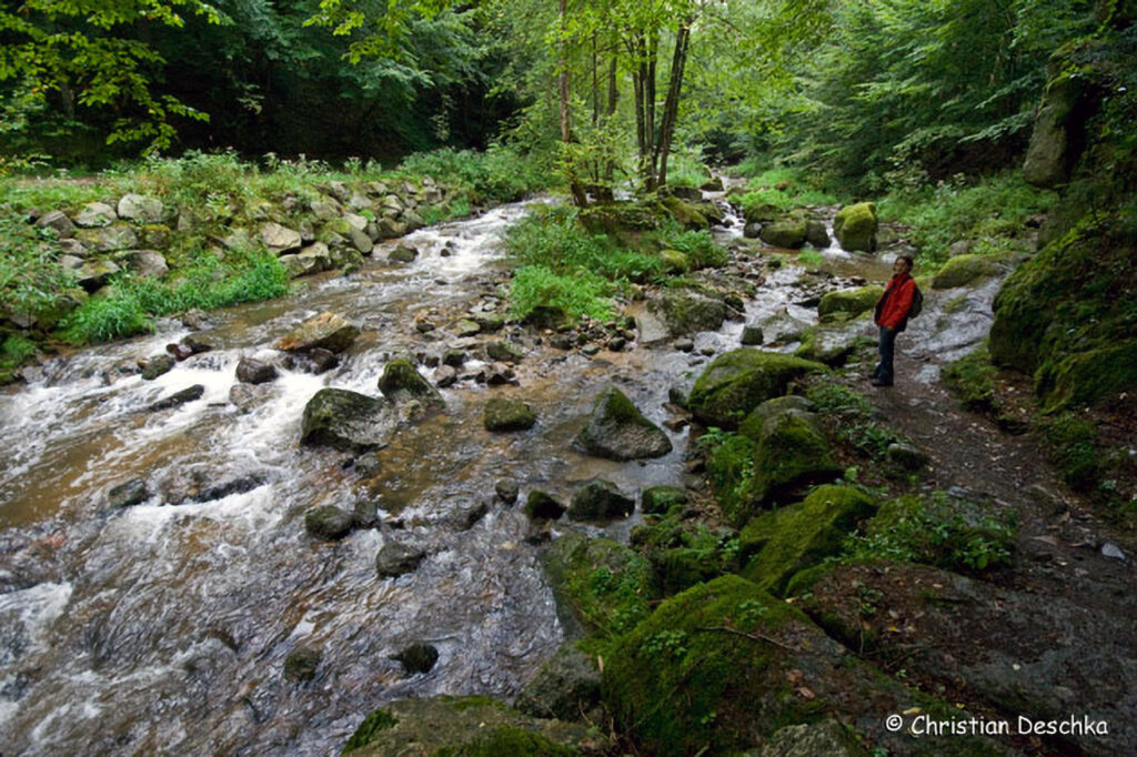018_Naturschutzgebiet-Pesenbachtal.jpg 018_Naturschutzgebiet-Pesenbachtal