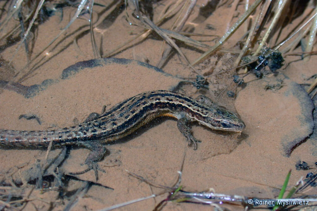 018_Reptilien