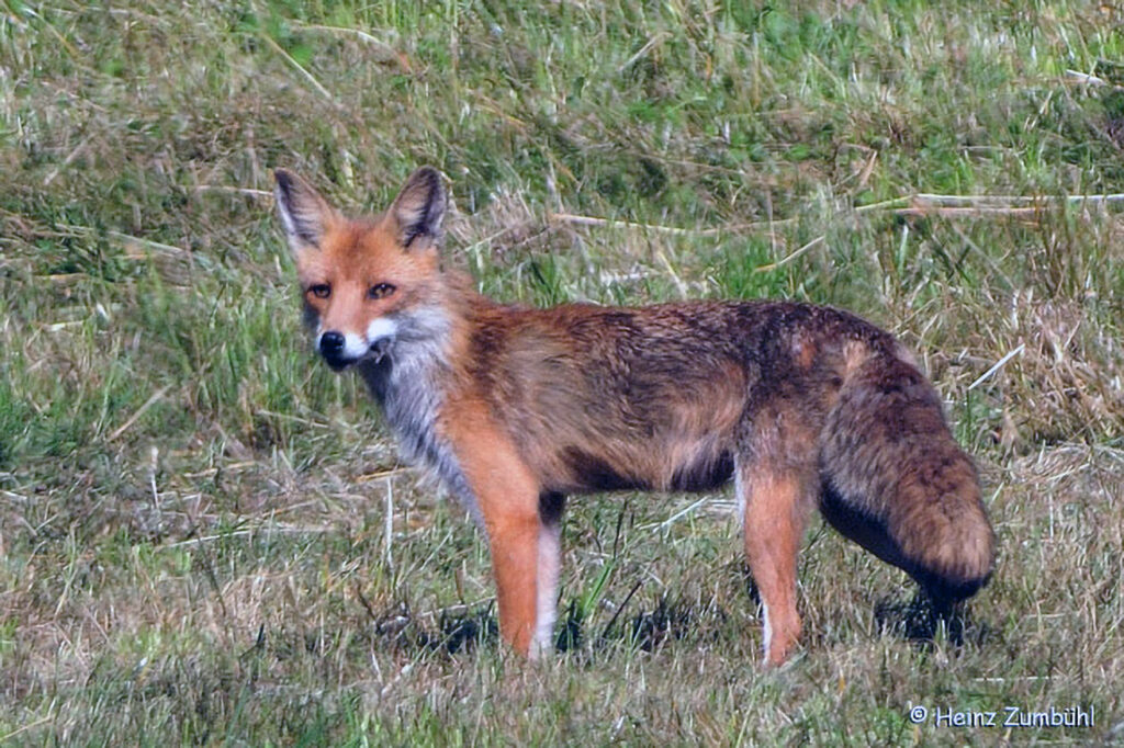018_Rotfuchs.jpg 018_Rotfuchs