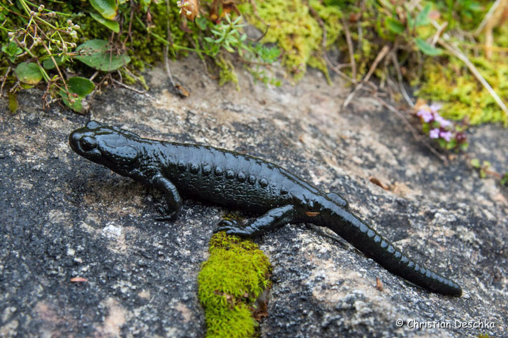 019_Alpensalamander.jpg 019_Alpensalamander
