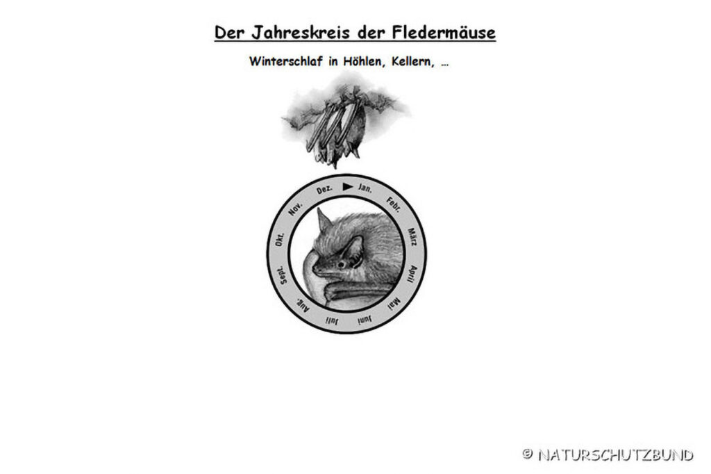 019_Fledermaeuse