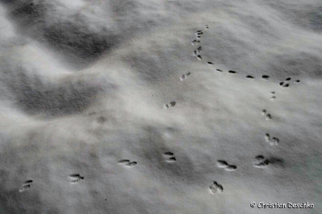 019_Tierspuren-Fotos
