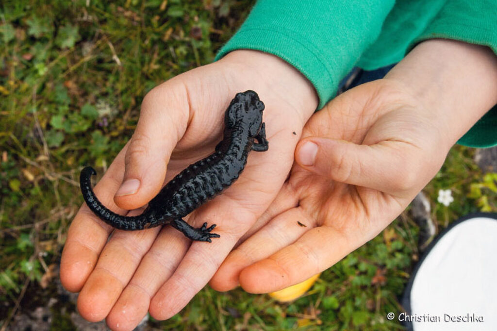 020_Alpensalamander.jpg 020_Alpensalamander
