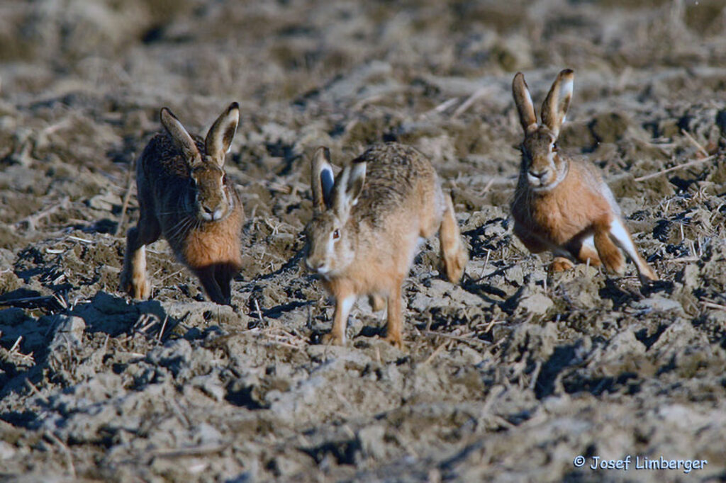 020_Feldhase