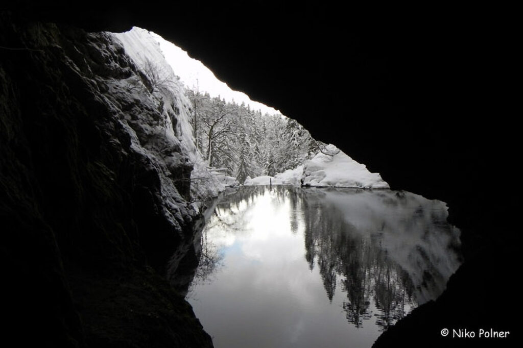020_Fledermaeuse.jpg 020_Fledermaeuse