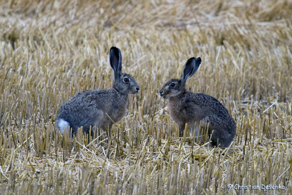 020_Landschaftsschutzgebiet-Oedenkirchen