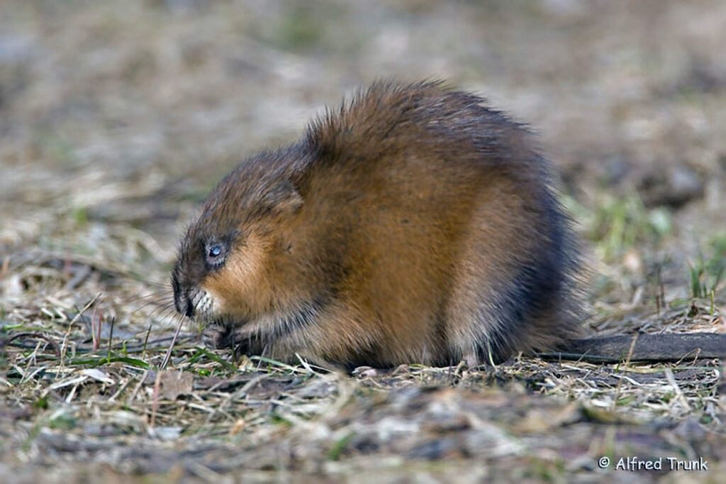 020_Pirschgang.jpg Bisamratte, Ondatra zibethicus, musquash